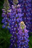 Backlit Lupin_49894